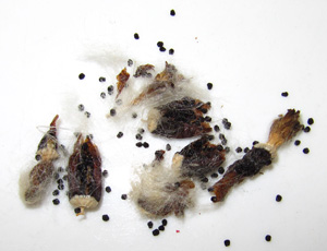 Ariocarpus fissuratus seeds